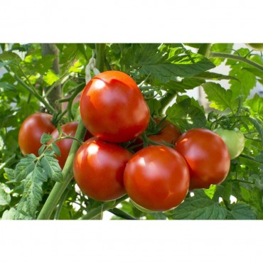 1.3L Levington Tomorite Liquid Concentrate Tomato Feed Food Pot Plants 30% Extra